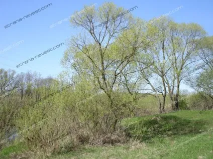 православні седмиці