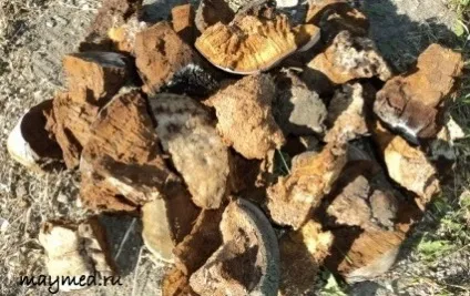 Краща заправка для димаря, травневий мед (трутовик несправжній Phellinus) Краща заправка для димаря, травневий мед