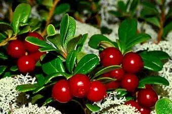 Маски для обличчя з гірчиці (маски) Маски для обличчя з гірчиці