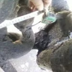 Маз-54331 заміна маточин на клинах на евроступіци - ремонт та експлуатація вантажівок, ремонт та (заміна) Маз-54331 заміна маточин на клинах на евроступіци - ремонт та експлуатація вантажівок, ремонт і