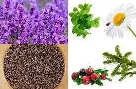 Менінгіт лікування народними засобами в домашніх умовах (день Лікування менінгіту) Менінгіт лікування народними засобами в домашніх умовах