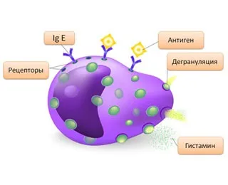 Медіатори алергічних реакцій негайного та уповільненого типу (алергічних) Медіатори алергічних реакцій негайного та уповільненого типу