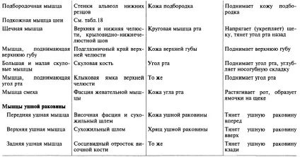 Мімічні м'язи 1