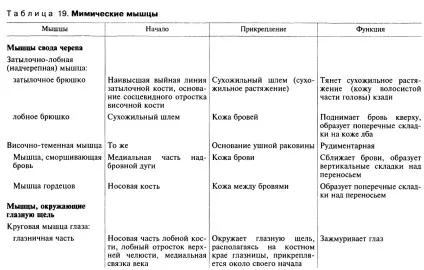 Мімічні м'язи 1