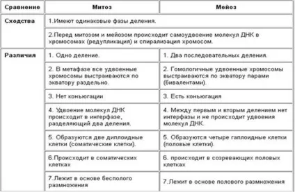 Мейоз і його фази - студопедія (мейоз) Мейоз і його фази - студопедія