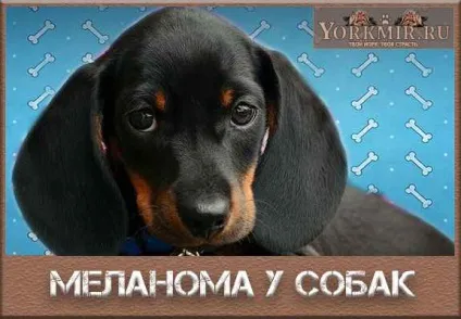 Меланома у собак, лікування, симптоми меланоми, вакцина (собак) Меланома у собак, лікування, симптоми меланоми, вакцина