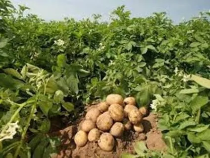 Мінеральне добриво азофоска застосування на ділянці, склад та відгуки