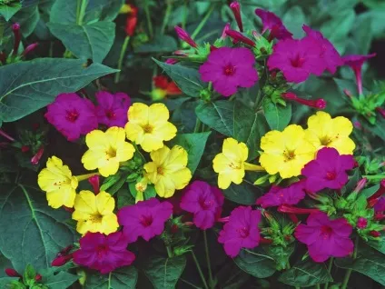 Мірабіліс фото і види, посадка і догляд у відкритому грунті (догляд) Мірабіліс фото і види, посадка і догляд у відкритому грунті