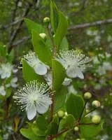 Мирт - myrtus опис і догляд на (вологість) Мирт - myrtus опис і догляд на