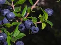 Мирт - myrtus опис і догляд на (освітлення) Мирт - myrtus опис і догляд на