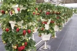 Багатоярусні грядки своїми руками зводимо новомодні конструкції (багатоярусні грядки своїми руками) Багатоярусні грядки своїми руками зводимо новомодні конструкції