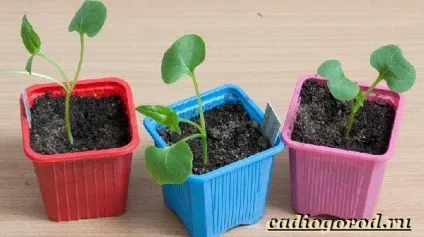 Мірабіліс квітка