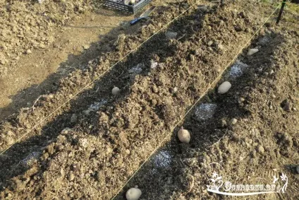 Сечовина добриво - інструкція із застосування (добриво) Сечовина добриво - інструкція із застосування