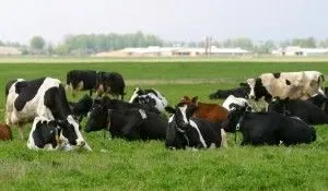 Молочні породи корів вУкаіни, які найкращі (4500 молока жирність) Молочні породи корів вУкаіни, які найкращі