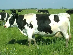 Молочні породи корів вУкаіни, які найкращі (молочні) Молочні породи корів вУкаіни, які найкращі
