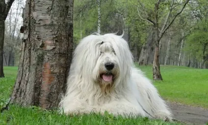 Мопс основний догляд