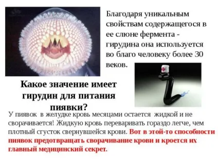Чи можуть п'явки лікувати псоріаз; думка лікарів