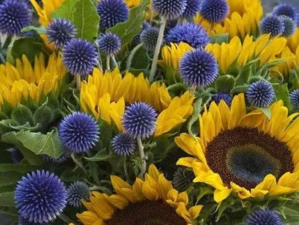 Мордовник звичайний види, лікувальні властивості, застосування, протипоказання і відгуки (звичайний) Мордовник звичайний види, лікувальні властивості, застосування, протипоказання і відгуки