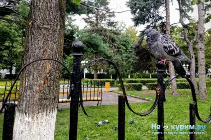 Чи можна курити в парках і скверах (можна) Чи можна курити в парках і скверах