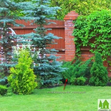 Ялівець козацький - бонсай своїми руками (своїми) Ялівець козацький - бонсай своїми руками