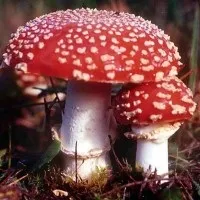 Настоянка бузку на горілці застосування, рецепти (застосування) Настоянка бузку на горілці застосування, рецепти