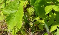 На листі винограду коричневі плями що робити, ніж лікувати (коричневі) На листі винограду коричневі плями що робити, ніж лікувати