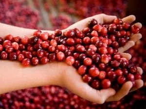 Настоянка з ягід на спирту (настоянка) Настоянка з ягід на спирту