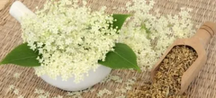 Народне лікування фіброаденоми молочної залози
