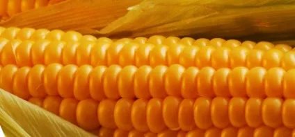 Народне лікування фіброаденоми молочної залози