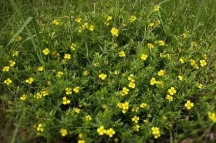 Народне лікування фіброаденоми молочної залози