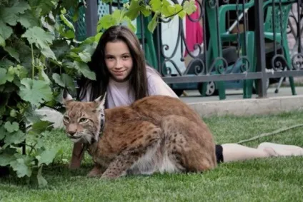 Справжня домашня рись