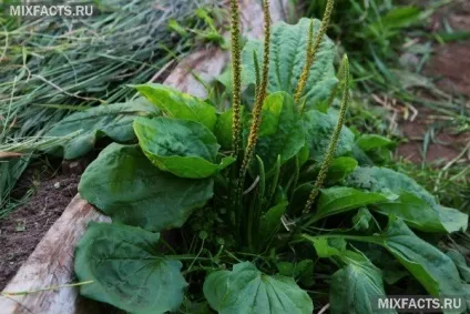 Народні засоби при лікуванні аденоміозу (трави при аденомиозе) Народні засоби при лікуванні аденоміозу