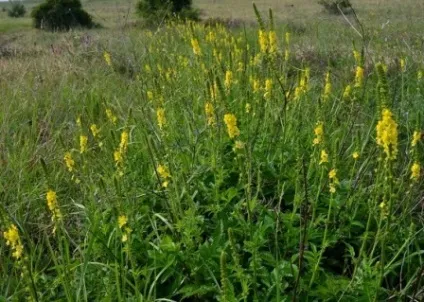Народне лікування фіброаденоми молочної залози