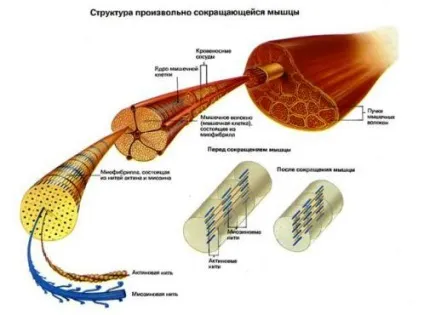 Нарощування м'язової маси (тренування) Нарощування м'язової маси