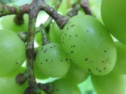 На листі винограду коричневі плями що робити, ніж лікувати (винограду) На листі винограду коричневі плями що робити, ніж лікувати