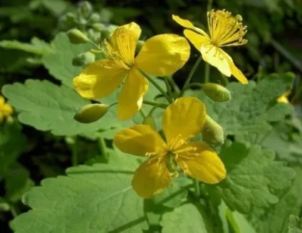 Народне лікування фіброаденоми молочної залози