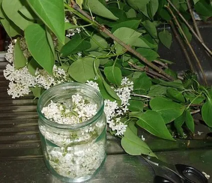 Настоянка бузку на горілці застосування, рецепти (рецепти) Настоянка бузку на горілці застосування, рецепти