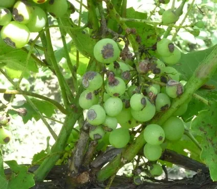 На листі винограду коричневі плями що робити, ніж лікувати (листі) На листі винограду коричневі плями що робити, ніж лікувати
