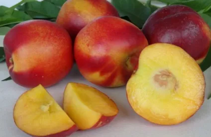 Нектарин (prunus persica) або сливовий персик корисний фрукт (persica) Нектарин (prunus persica) або сливовий персик корисний фрукт