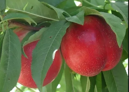 Нектарин (prunus persica) або сливовий персик корисний фрукт (персик) Нектарин (prunus persica) або сливовий персик корисний фрукт