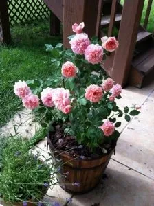 Чи не знайоме про англійських трояндах (English Musk Roses) Чи не знайоме про англійських трояндах