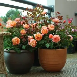 Чи не знайоме про англійських трояндах (Alba Rose Hybrids) Чи не знайоме про англійських трояндах