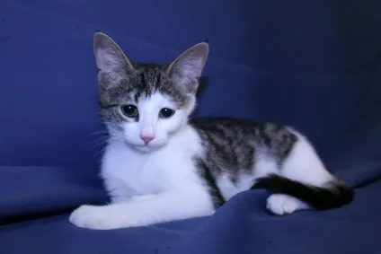 Новий мем з котом