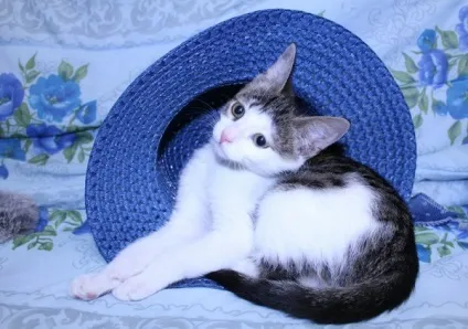 Новий мем з котом