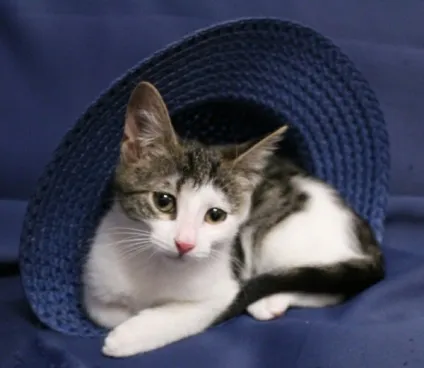 Новий мем з котом