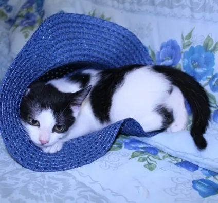 Новий мем з котом