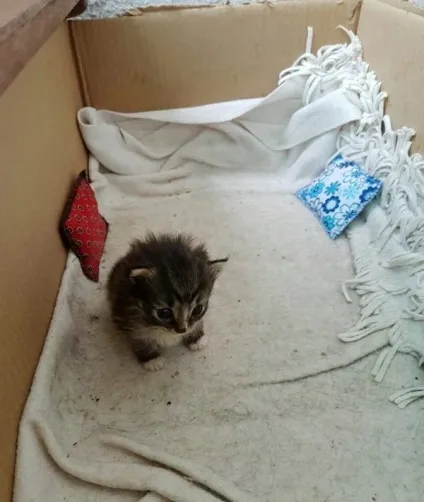 Новий мем з котом