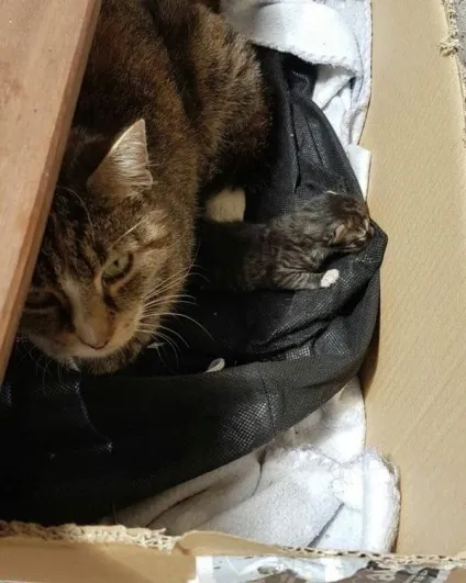 Новий мем з котом