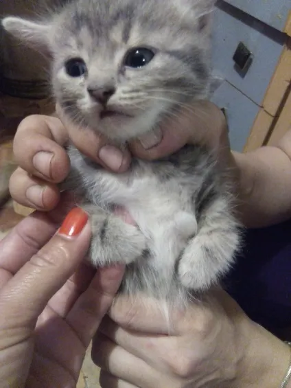 Новий мем з котом