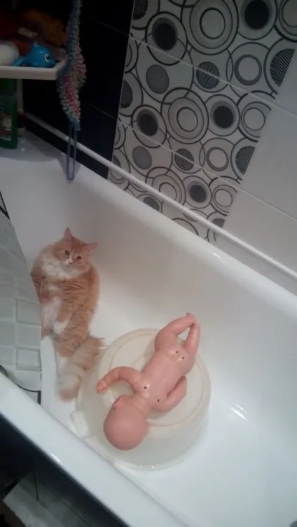 Новий мем з котом